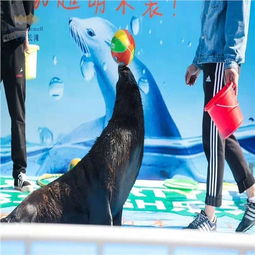 姑蘇區哪里有海獅表演出租 羊駝出租