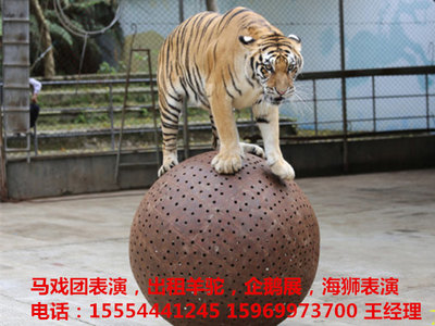 慶典公司