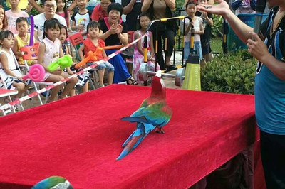 【馬戲團動物表演出租濟寧市】價格_廠家_批發(fā)_參數_圖片_活動策劃欄目